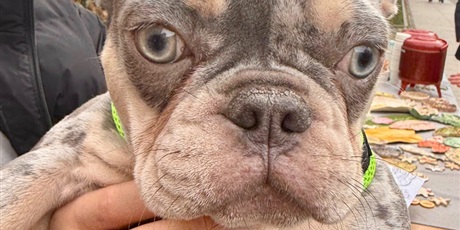 Powiększ grafikę: ŚWIĄTECZNY FESTYN RODZINNY